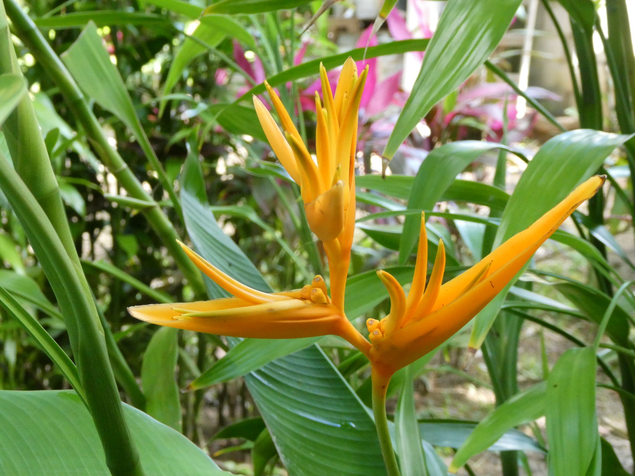 Heliconia psittacorum 'Golden Torch'